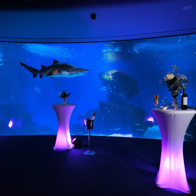 BIG BLUE - Finger Food