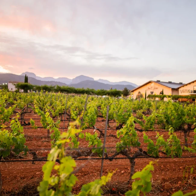 Copia de LA VIÑA VISTA